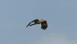 Caracara à tête jaune