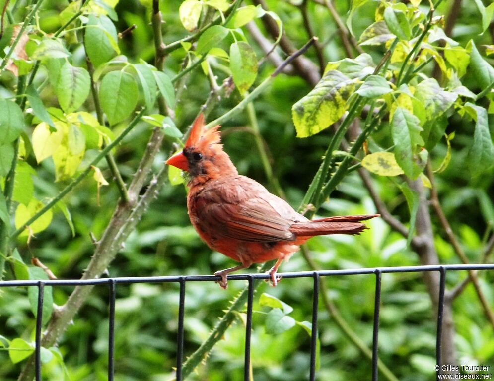 Cardinal rouge