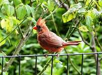 Cardinal rouge