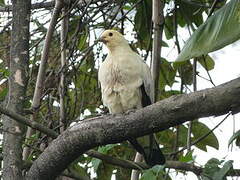 Pied Imperial Pigeon