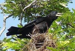 Red-rumped Cacique