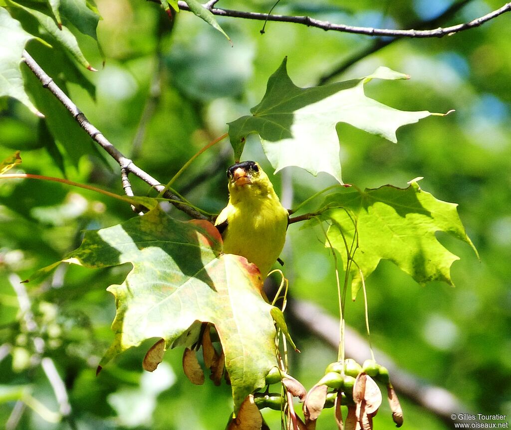 American Goldfinch