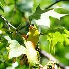 Chardonneret jaune