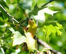 American Goldfinch