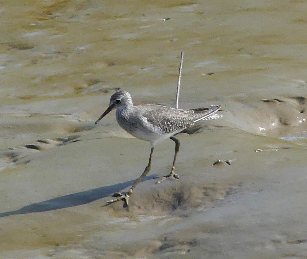 Lesser Yellowlegs