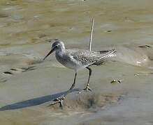 Lesser Yellowlegs