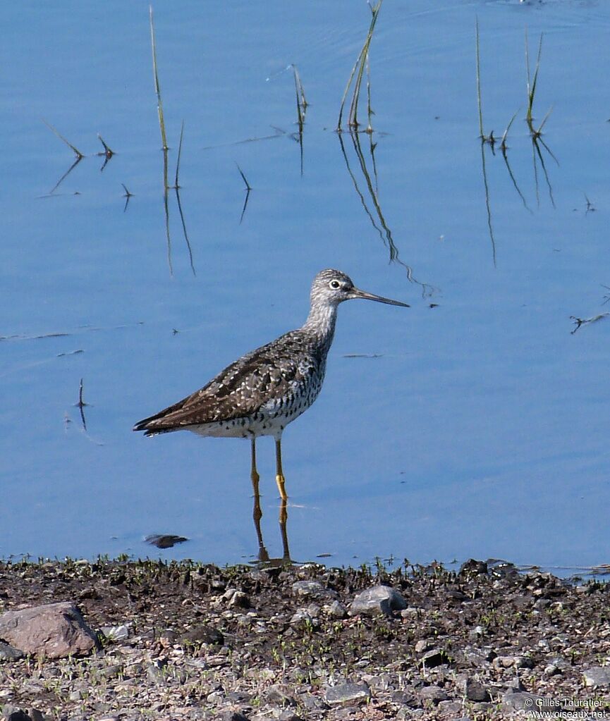 Greater Yellowlegs