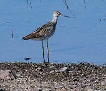 Greater Yellowlegs