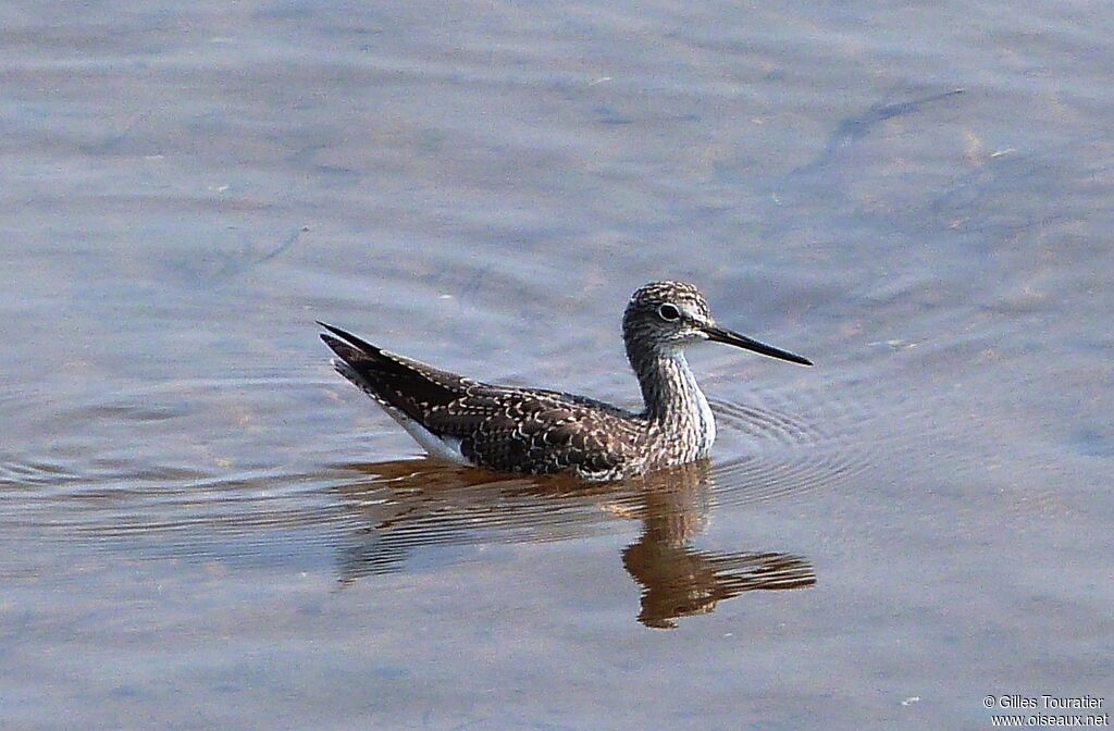 Greater Yellowlegs