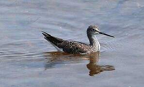 Greater Yellowlegs