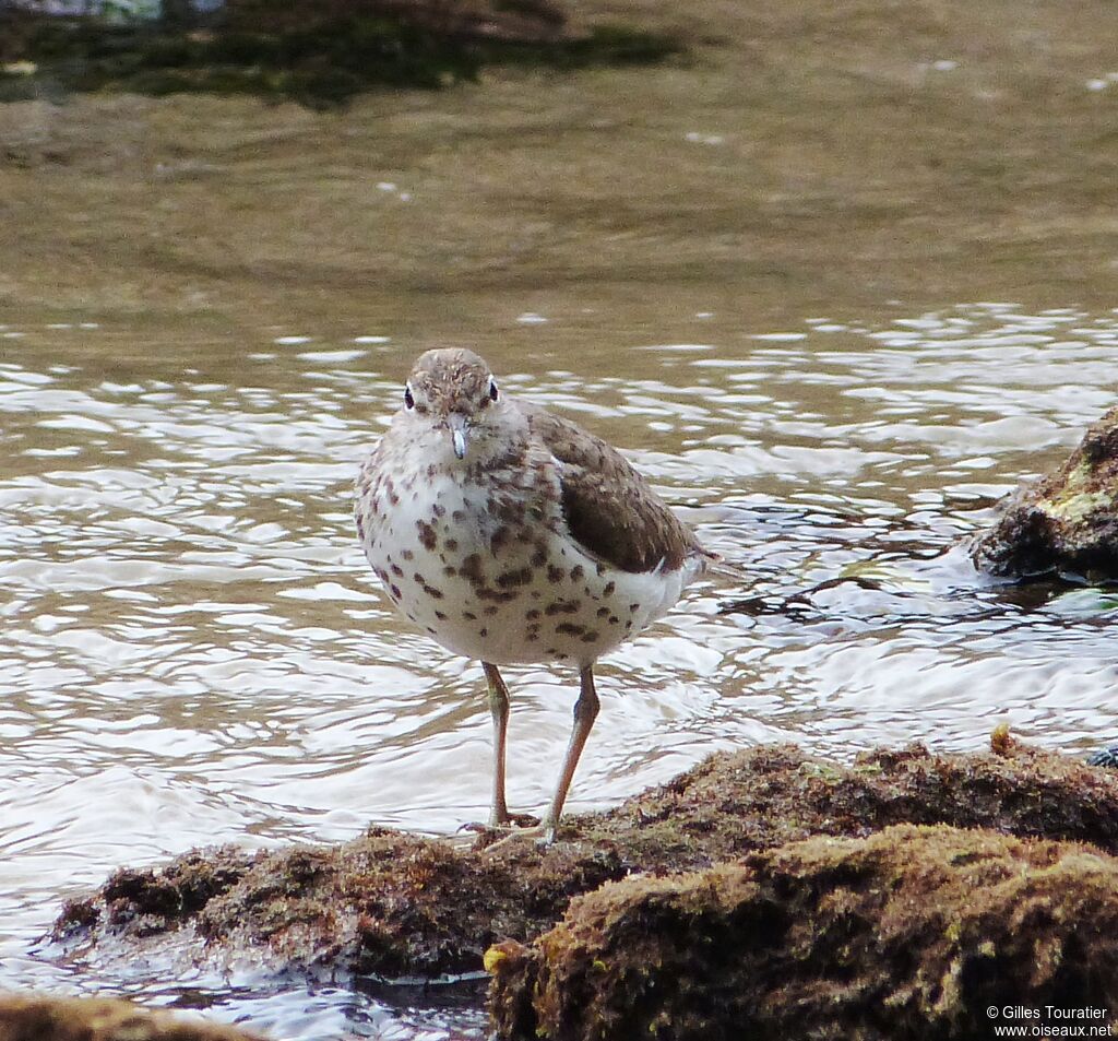 Spotted Sandpiper