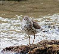 Spotted Sandpiper