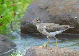 Spotted Sandpiper