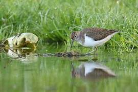 Common Sandpiper