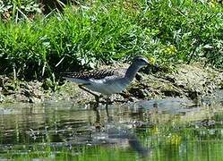 Wood Sandpiper