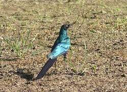 Long-tailed Glossy Starling