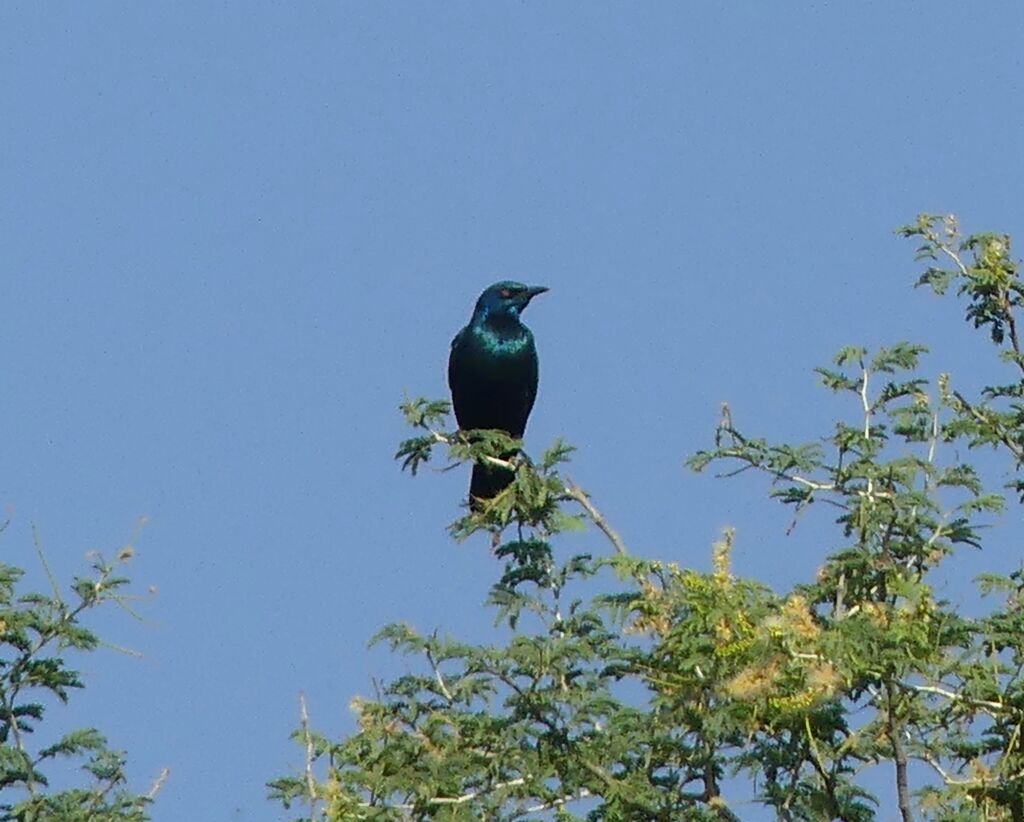 Choucador à oreillons bleus