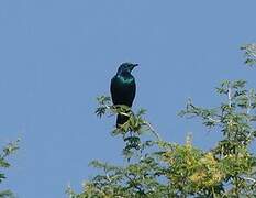 Greater Blue-eared Starling