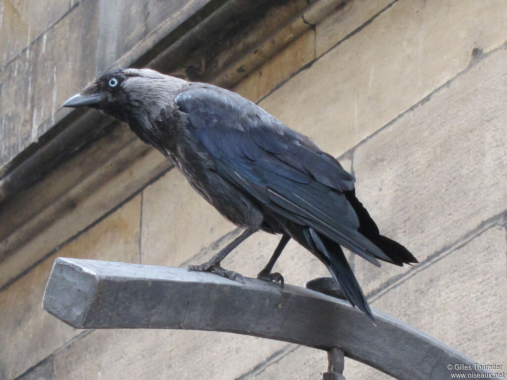 Western Jackdaw