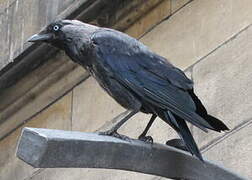 Western Jackdaw