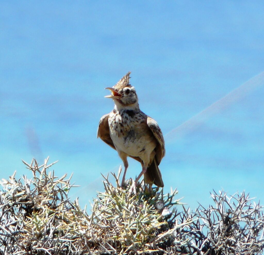 Cochevis huppé