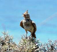 Crested Lark