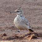 Cochevis huppé