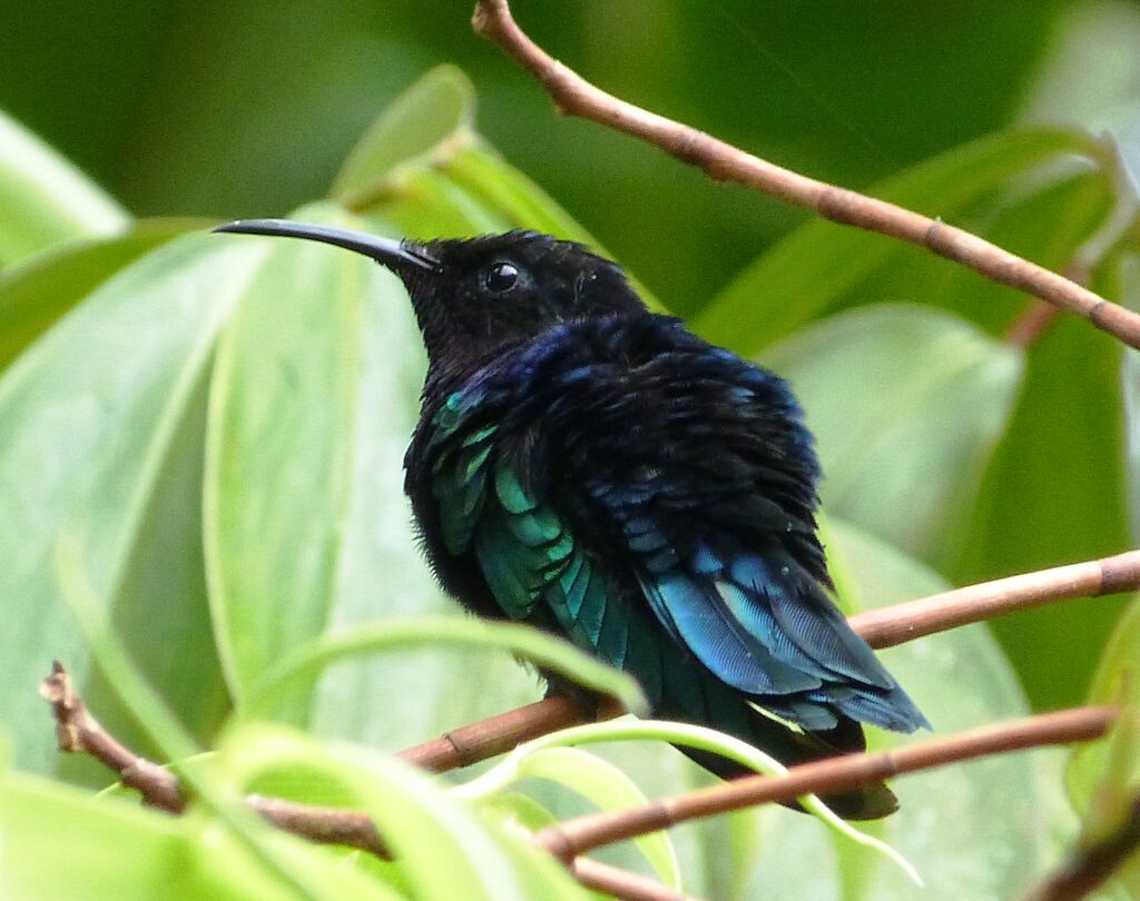 Purple-throated Carib