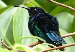 Purple-throated Carib