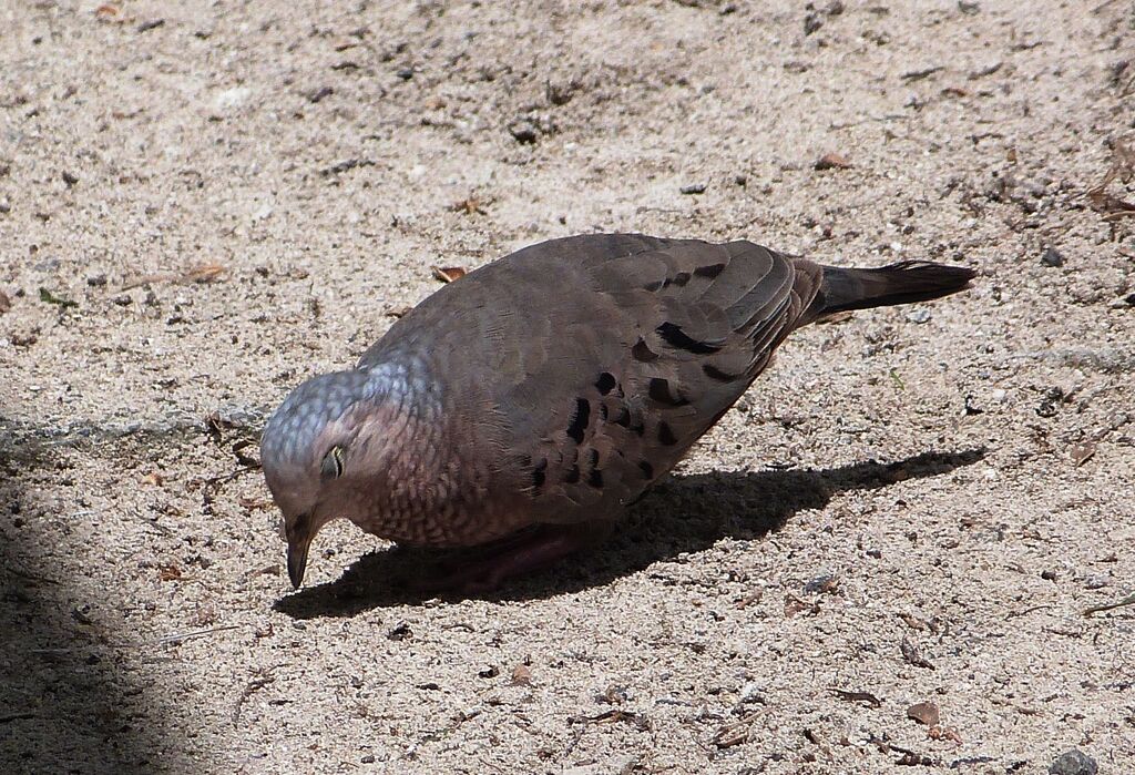 Common Ground Dove