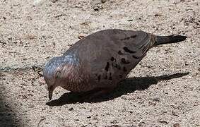 Common Ground Dove