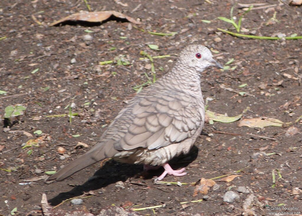 Colombe inca