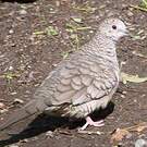 Colombe inca