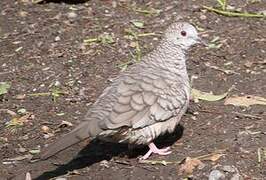 Inca Dove