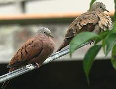 Ruddy Ground Dove