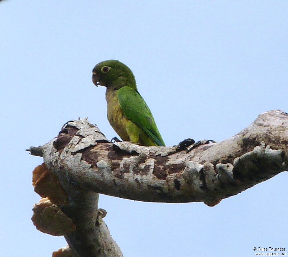 Olive-throated Parakeet