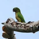 Conure naine