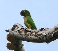 Olive-throated Parakeet