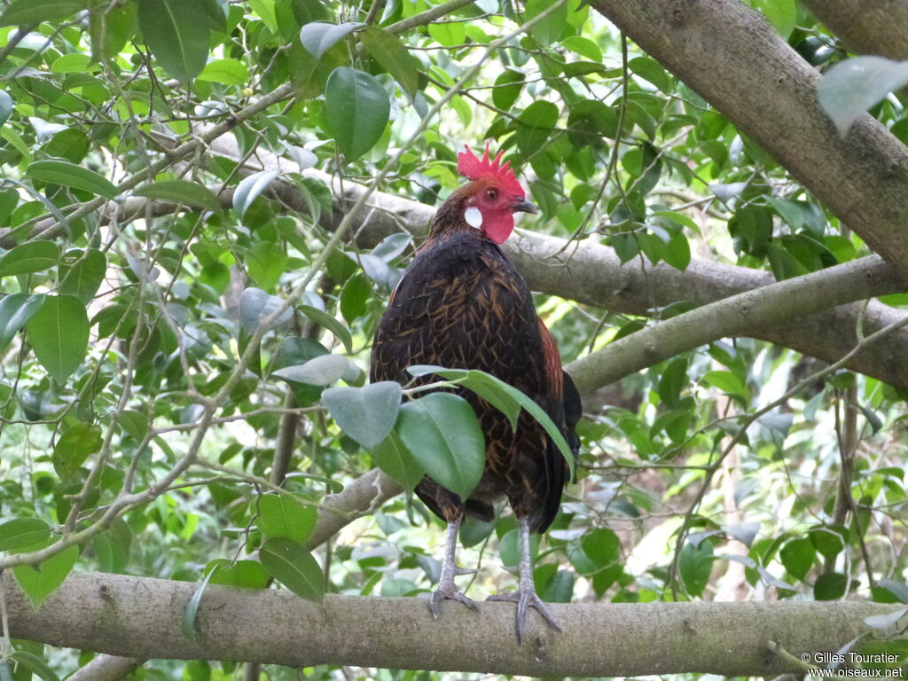 Red Junglefowl