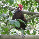 Coq bankiva