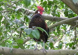 Red Junglefowl