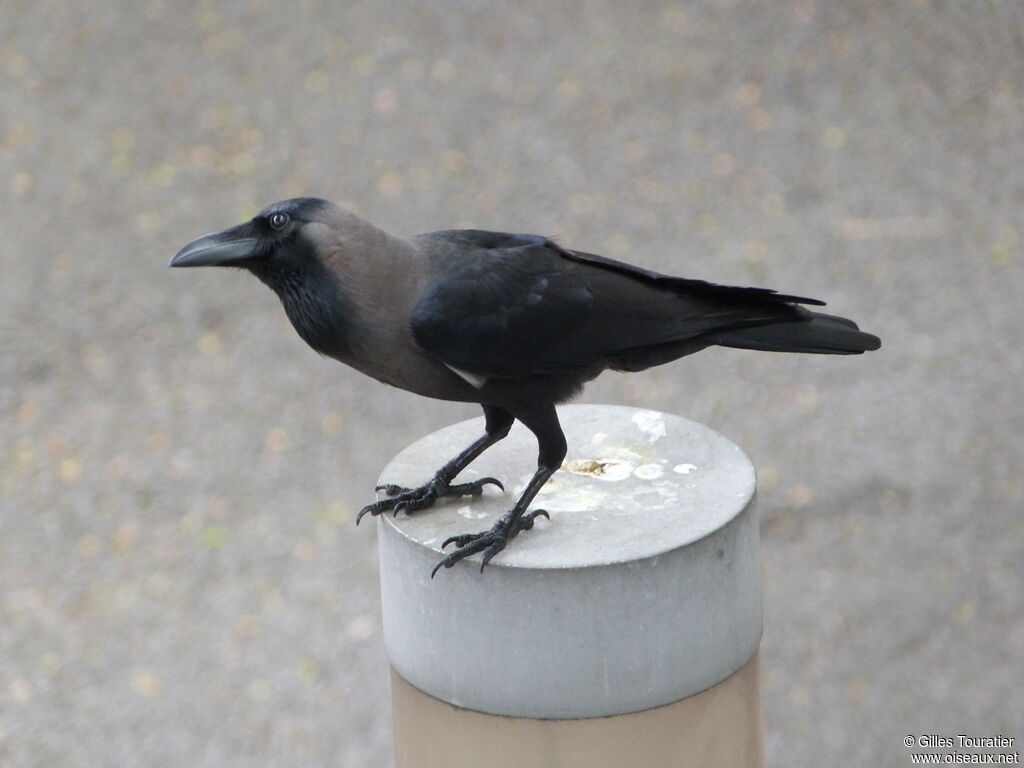 House Crow