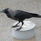 Corbeau familier