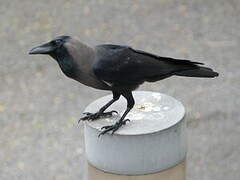 House Crow