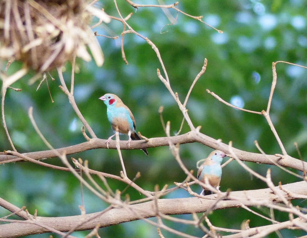 Red-cheeked Cordon-bleu