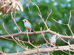 Red-cheeked Cordon-bleu