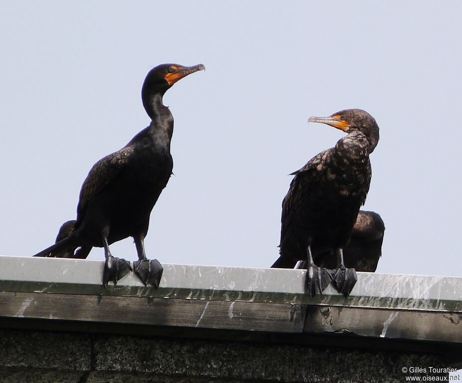 Cormoran à aigrettes