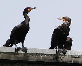 Cormoran à aigrettes