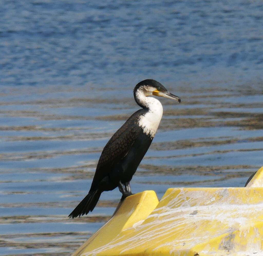 Cormoran à poitrine blanche