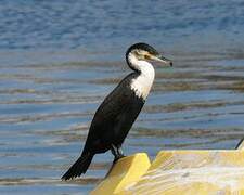 Cormoran à poitrine blanche